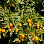 Кумкват