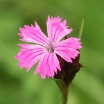 Dianthus