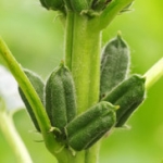 Кунжут