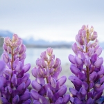 Lupin