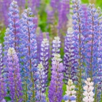 Lupin