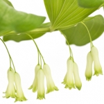 Solomon`s seal