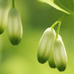 Solomon`s seal
