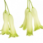 Solomon`s seal